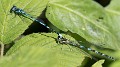 Coenagrion pulchellum tandem-0134